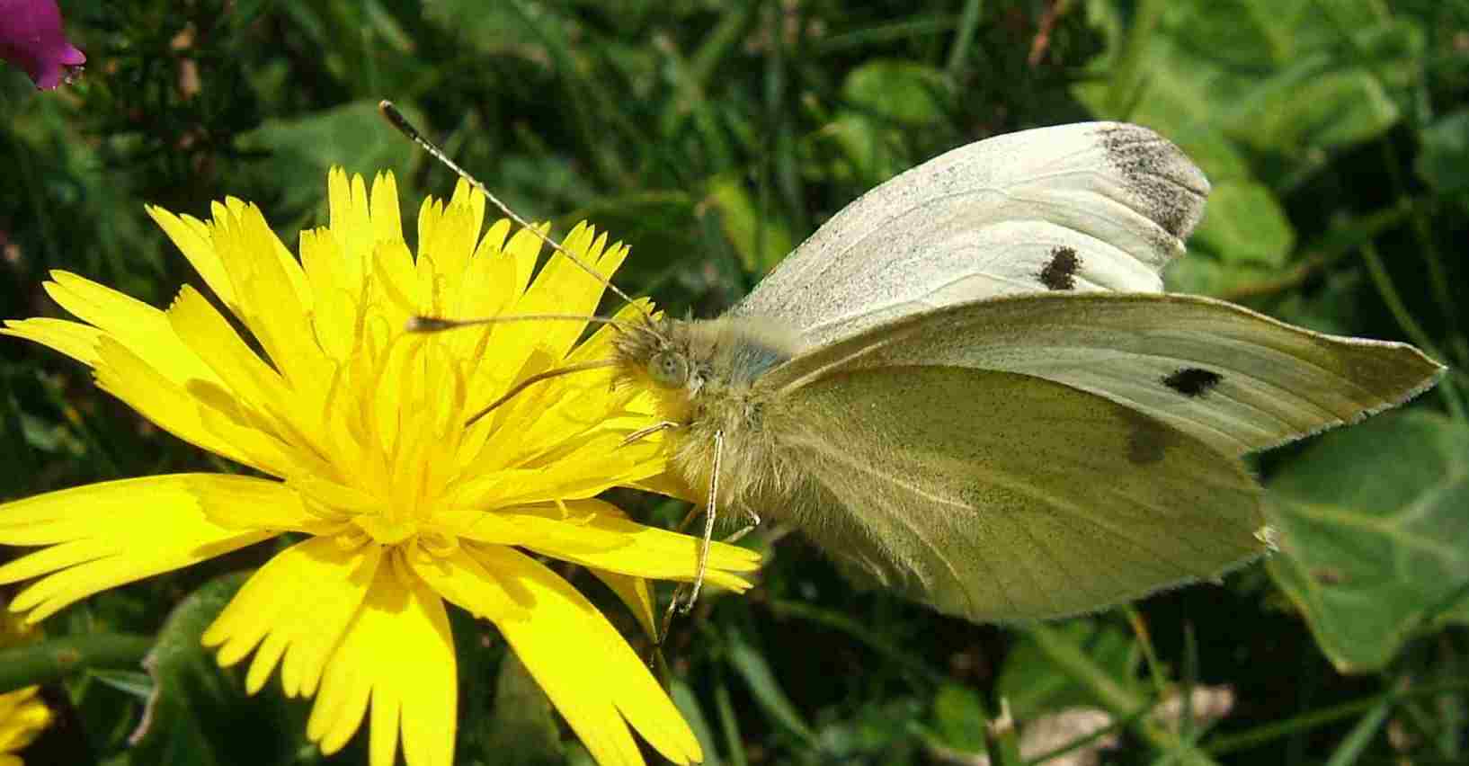 Pieris rapae Pieris rapae